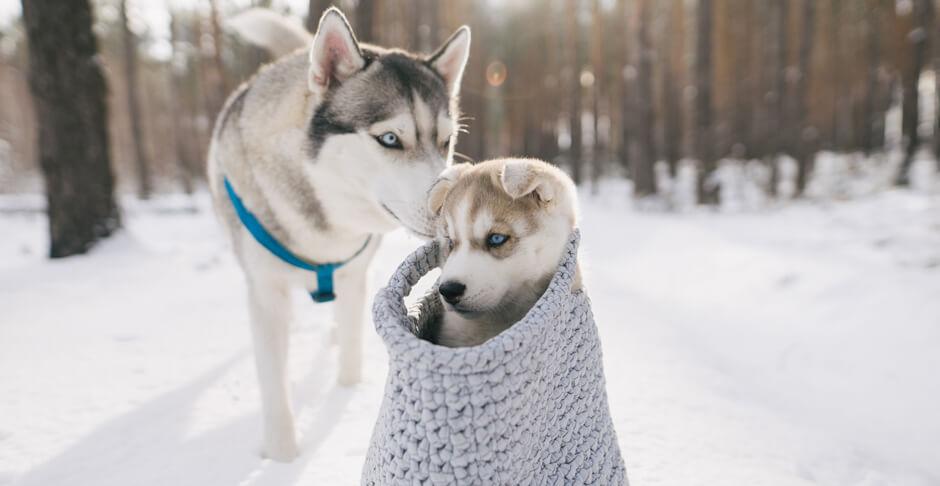 Schnee Winter Tiere Huskeys - Schöne Winterfotos – Tipps zum Fotografieren bei Schnee und Kälte