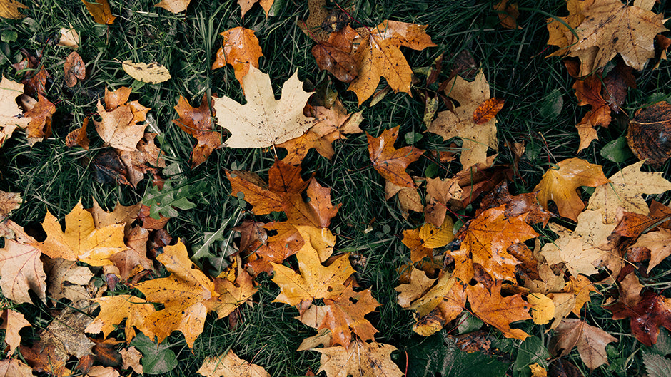 Herbstfotos Tipps Wald Blaetter 4 - Herbstbilder: 10 Tipps für kreative und schöne Herbstfotos