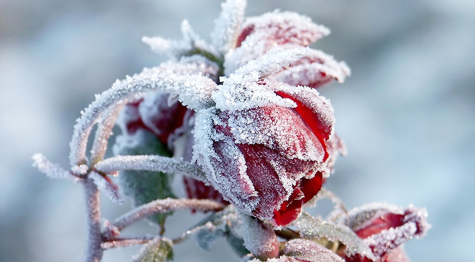 Winter Makrofotografie Frost gefrorene Rose - Makrofotografie im Winter: 3 Ideen für tolle Fotos