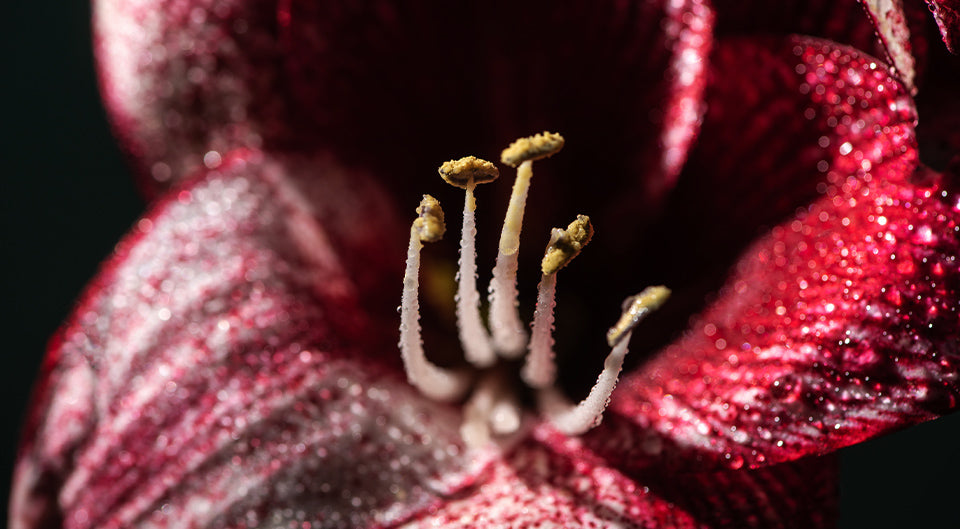 Makrofotografie Fruehling Blumen 4 - Makrofotografie im Frühling: 8 Tipps zum Blumen und Pflanzen fotografieren