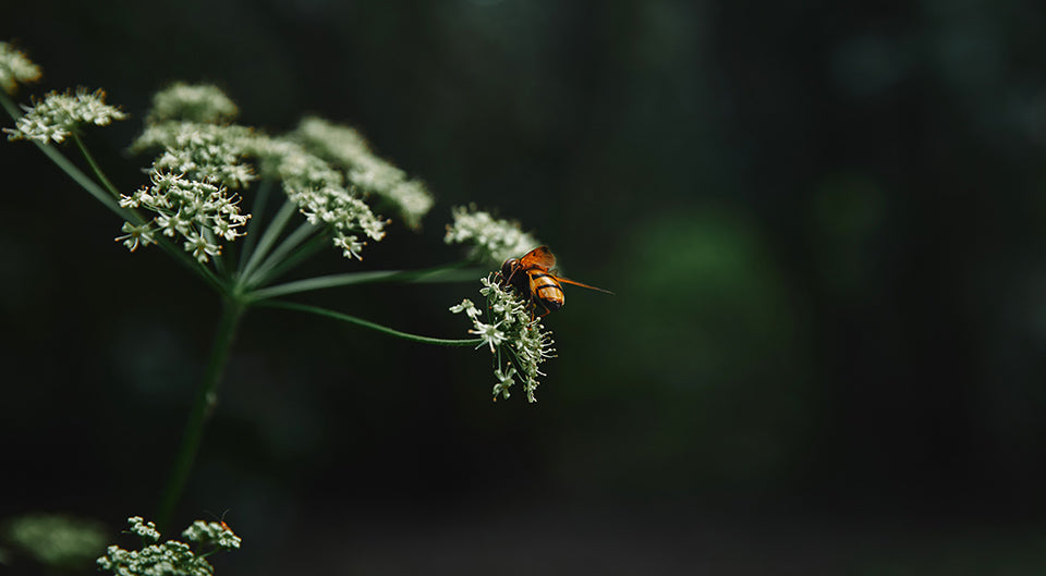 Makrofotografie Fruehling Blumen - Makrofotografie im Frühling: 8 Tipps zum Blumen und Pflanzen fotografieren