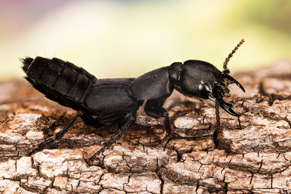Makrofotografie Fokus Stacking Insekt 2 - Fokus Stacking: Was ist das und wie es dir helfen kann
