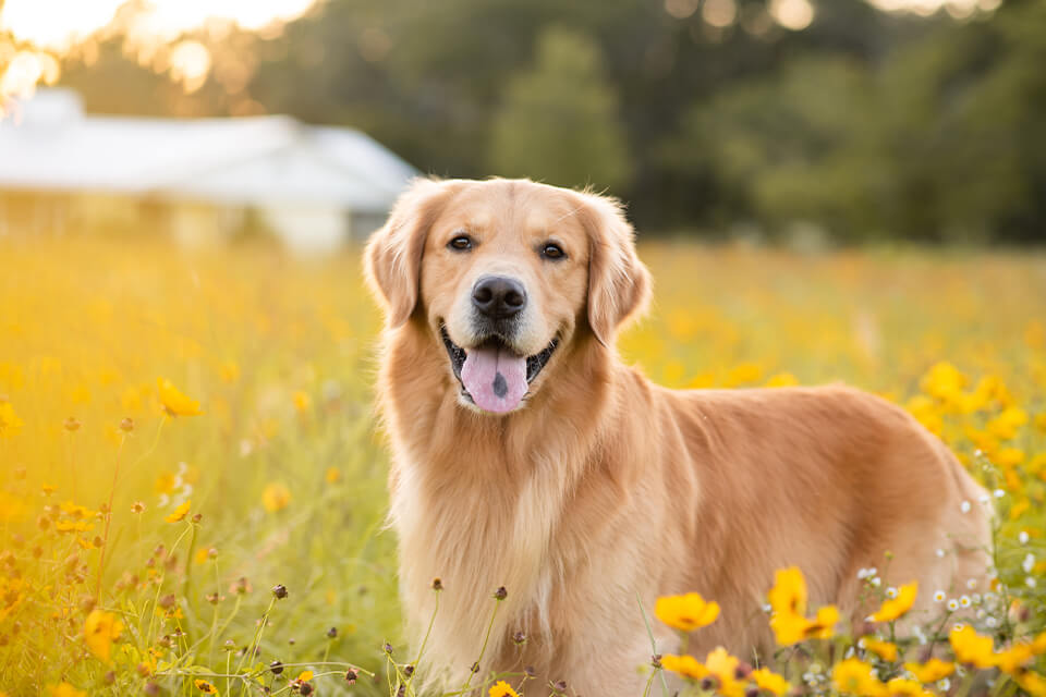 Hundefotografie Tipps 5 - Hundefotografie: 12 Tipps für bessere Hundefotos