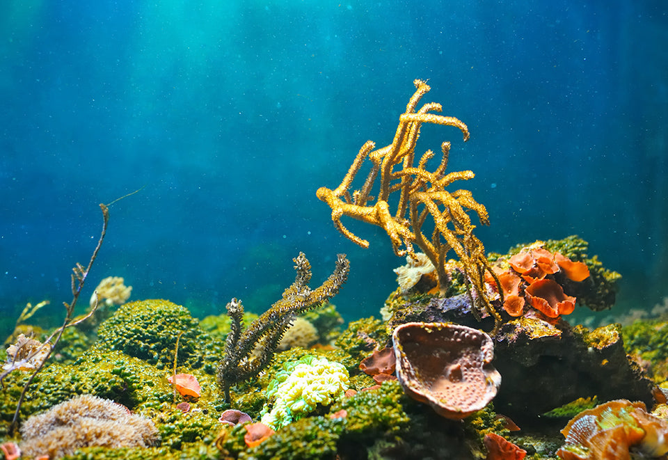 Unterwasserfotografie Meer Korallen - Unterwasserfotografie: 6 Tipps für den Einstieg
