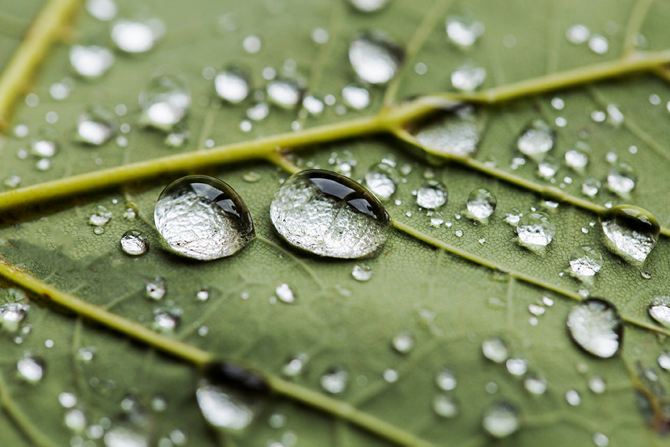 Wassertropfen Blatt - Schlechtwetter: Tolle Fotoideen bei Regen & Co.