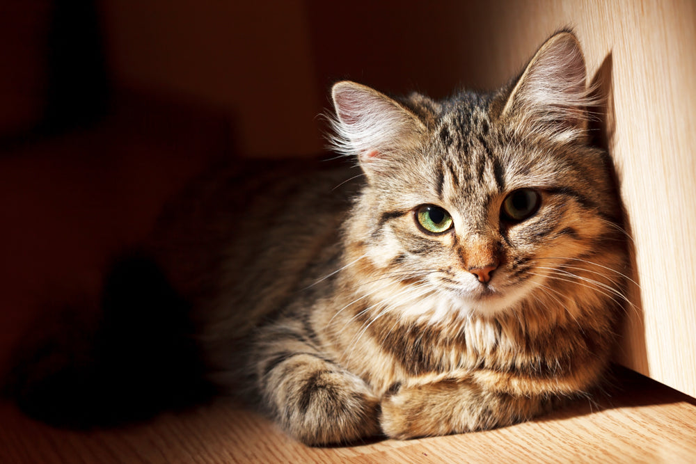 Katzenfotografie Tipps 2 2 - Katzenfotografie: 15 Tipps für bessere Katzenfotos