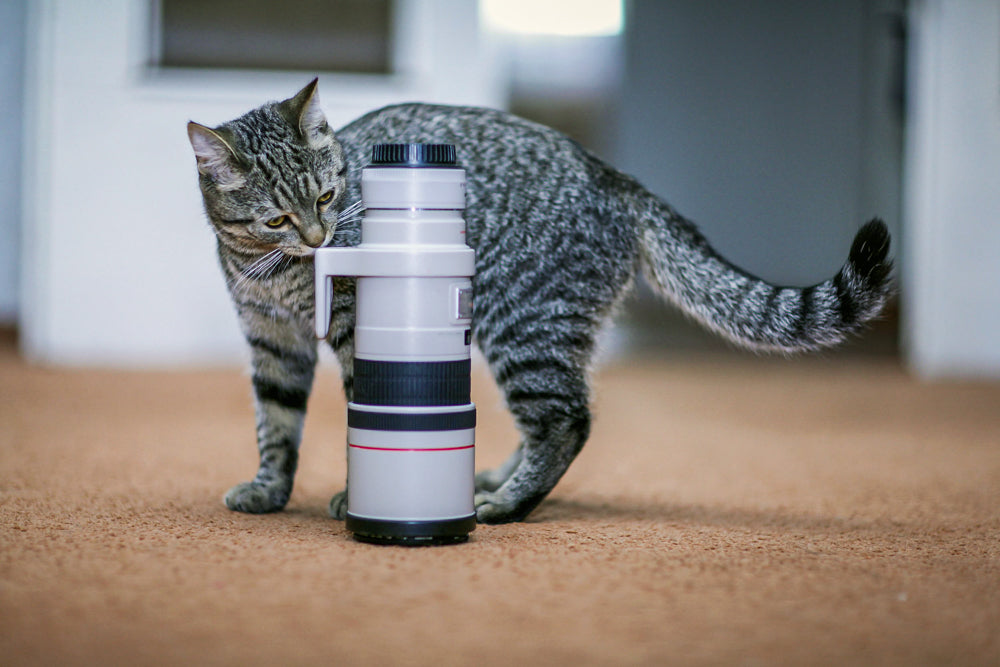 Katzenfotografie Tipps 7 2 - Katzenfotografie: 15 Tipps für bessere Katzenfotos