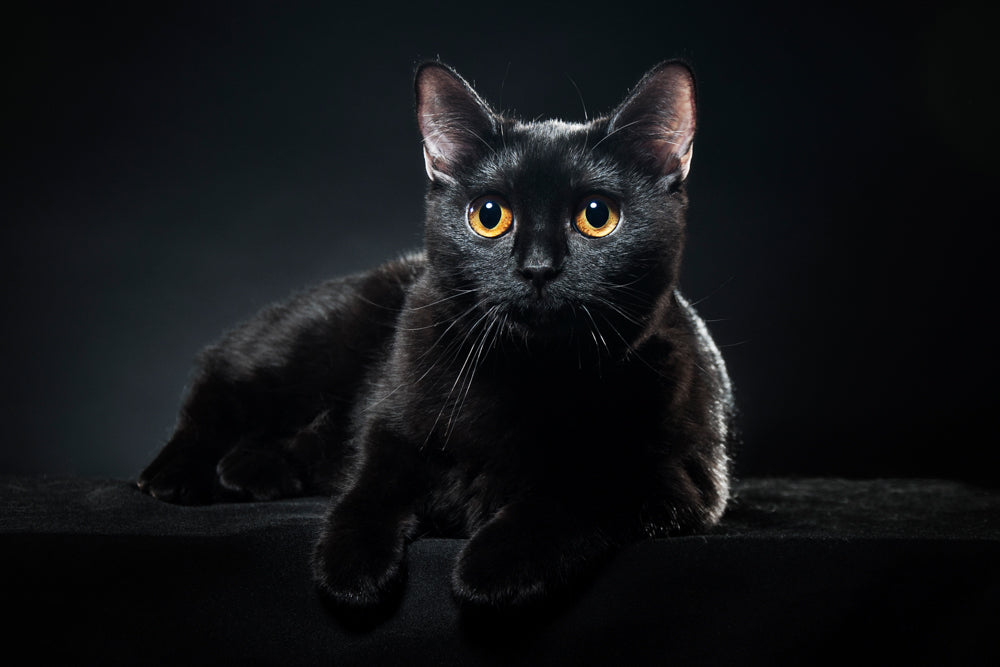 Katzenfotografie Tipps schwarze katze 2 - Katzenfotografie: 15 Tipps für bessere Katzenfotos