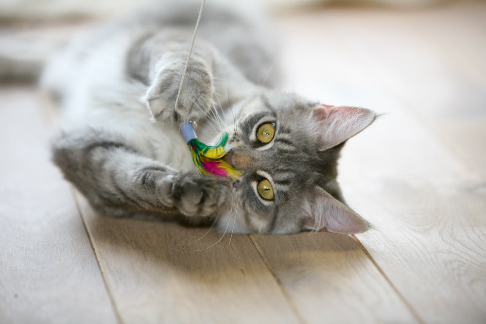 spielende katze 2 - Katzenfotografie: 15 Tipps für bessere Katzenfotos