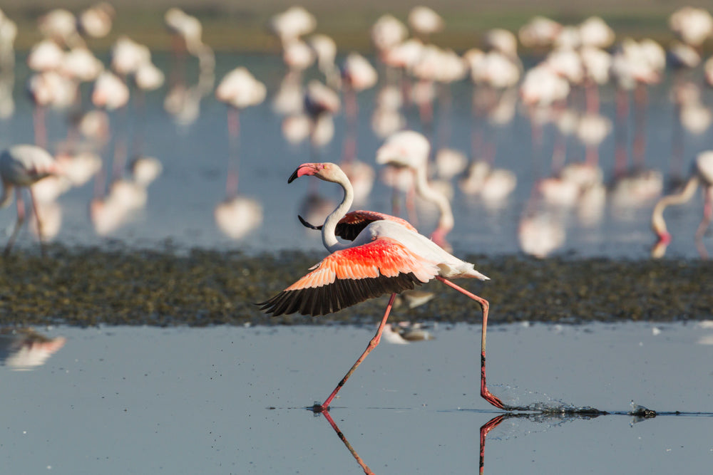 Vogelfotografie Tipps Flamingo 2 - Vogelfotografie: 12 Tipps für hammergeile Bilder