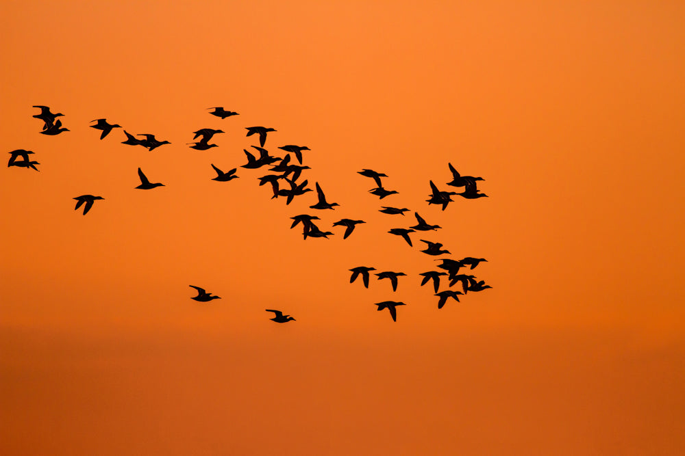 Vogelfotografie Tipps Sonnenuntergang Voegel 2 - Vogelfotografie: 12 Tipps für hammergeile Bilder