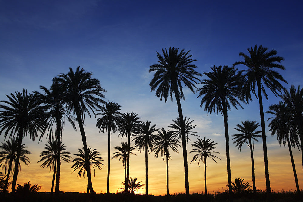 Palmen Silhouette - Silhouetten fotografieren: So gelingt dir ein tolles Silhouetten-Foto